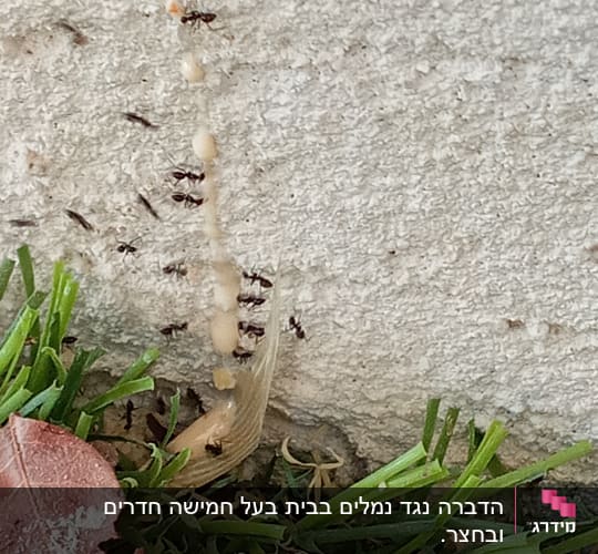 נמלים נושאות ביצים על קיר ליד דשא